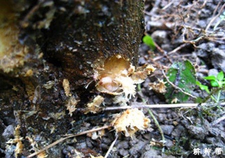 脐橙怎样防治星天牛？附图片