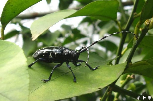 脐橙怎样防治星天牛？附图片