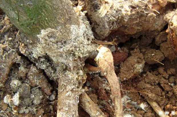 脐橙怎样防治星天牛？附图片