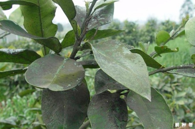 怎么样防治脐橙煤污病?附图片 怎么样防治脐橙煤污病?附图片