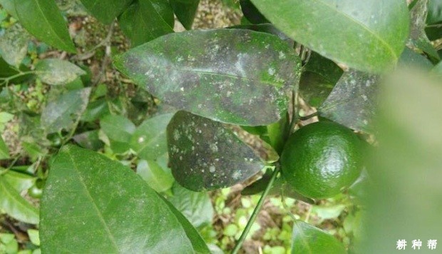 怎么样防治脐橙煤污病?附图片 怎么样防治脐橙煤污病?附图片