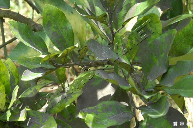 怎么样防治脐橙煤污病?附图片 怎么样防治脐橙煤污病?附图片