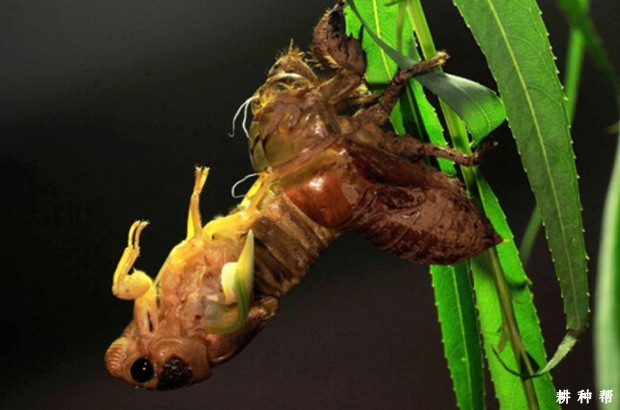 脐橙怎么样防治黑蚱蝉？附图片