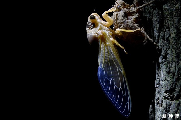 脐橙怎么样防治黑蚱蝉？附图片