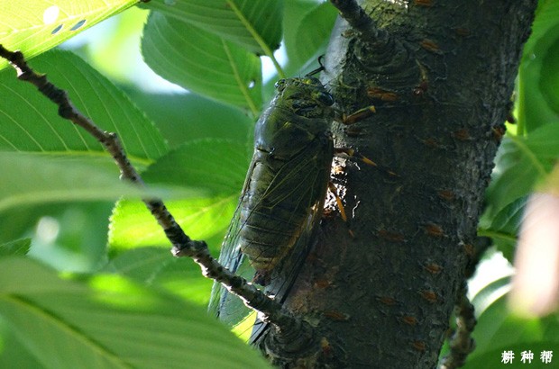 脐橙怎么样防治黑蚱蝉？附图片