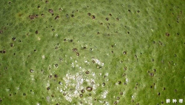 脐橙黑星病如何防治？附图片