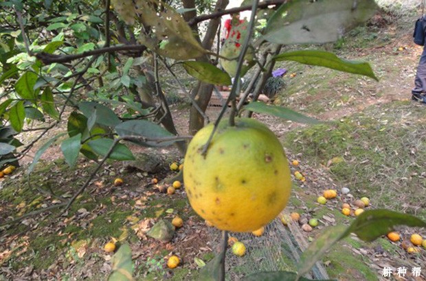 脐橙黑星病如何防治？附图片