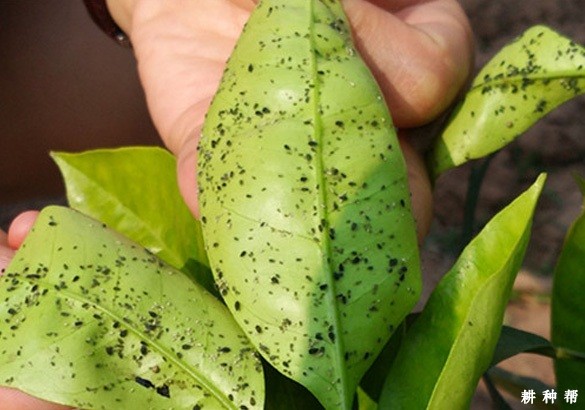 脐橙橘蚜如何防治？附图片