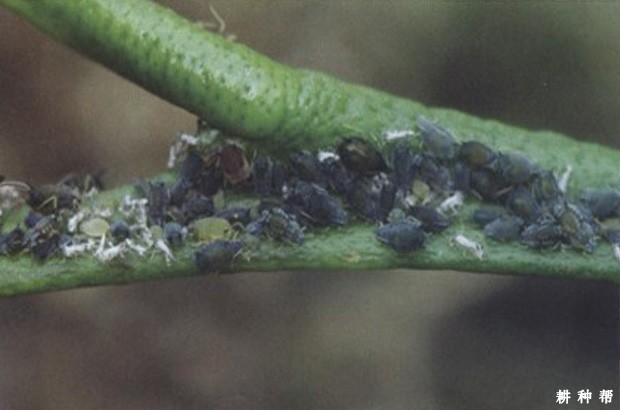 脐橙橘蚜如何防治？附图片