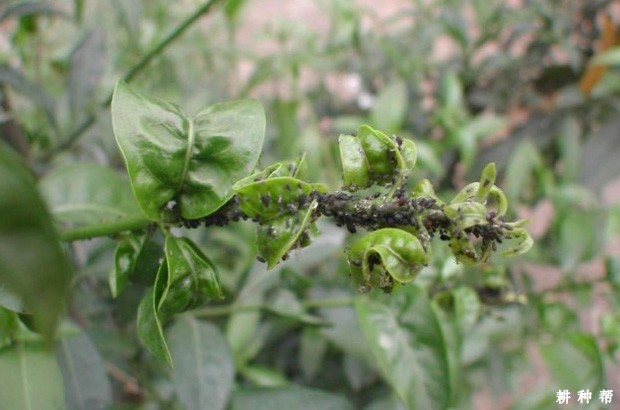 脐橙橘蚜如何防治？附图片