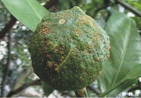 脐橙黄斑病如何防治？附图片