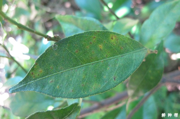 脐橙黄斑病如何防治？附图片