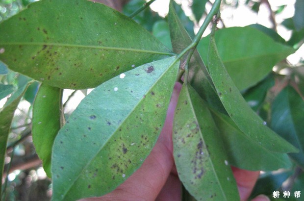 脐橙黄斑病如何防治？附图片