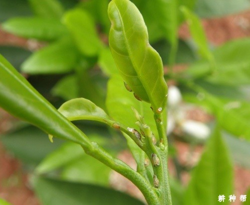 脐橙木虱怎么防治？附图片