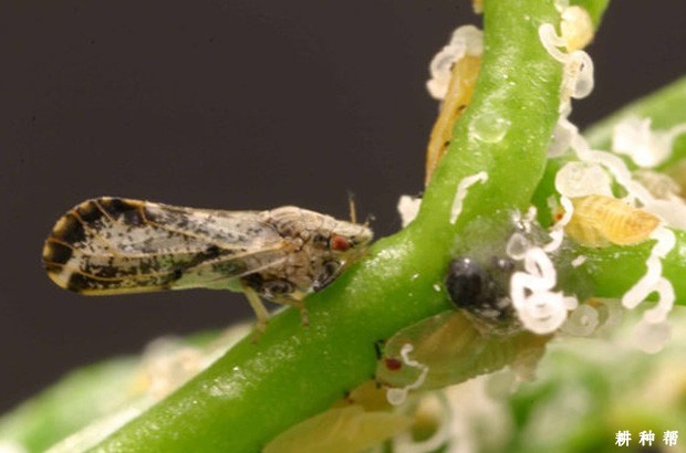 脐橙木虱怎么防治？附图片