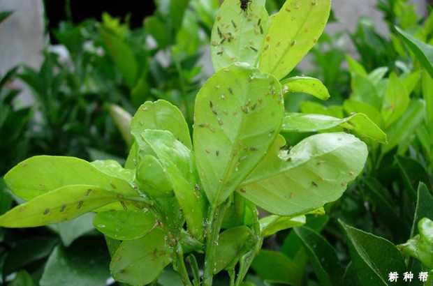 脐橙木虱怎么防治？附图片