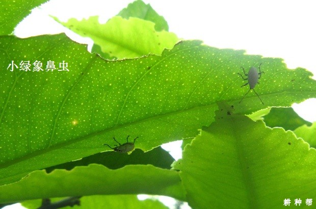 脐橙怎样防治象鼻虫？附图片