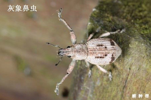 脐橙怎样防治象鼻虫？附图片