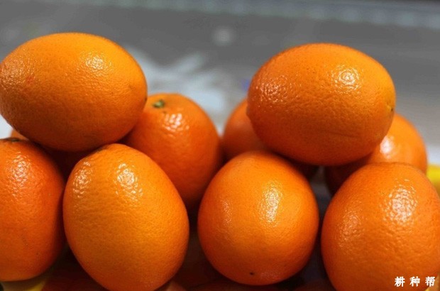 吃橙子会不会上火？