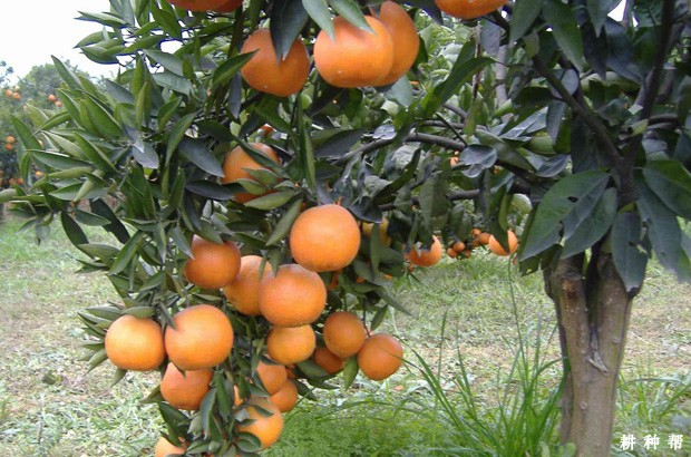 福本脐橙品种好不好？