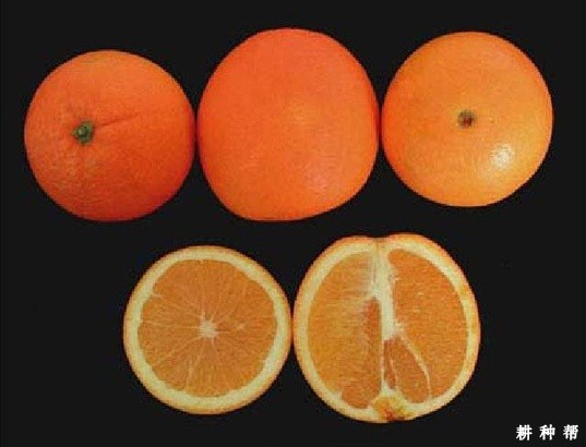 脐橙的脐可以吃吗? 脐橙的脐可以吃吗?