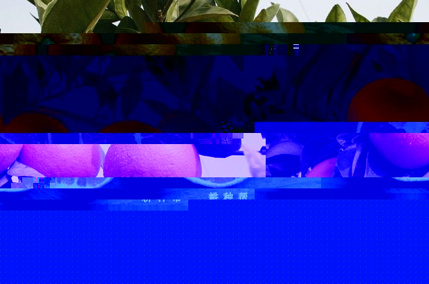 福本脐橙品种好不好？