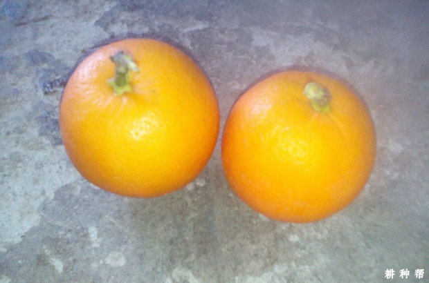 福本脐橙品种好不好？