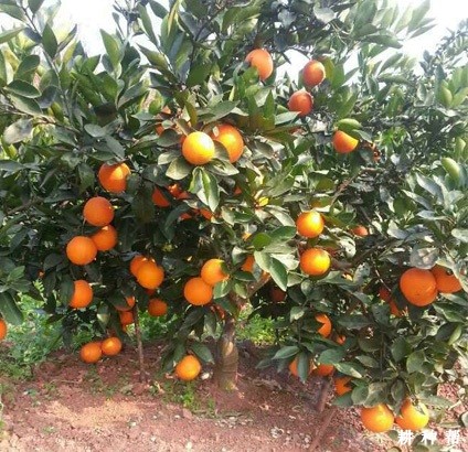 福本脐橙品种好不好？