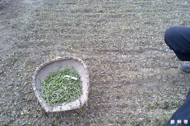 怎么样提高脐橙嫁接成活率？