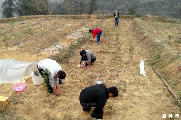 怎么样提高脐橙嫁接成活率？