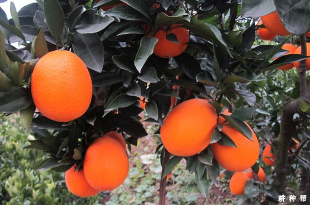 怎样挑选脐橙？