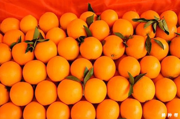 怎样挑选脐橙？