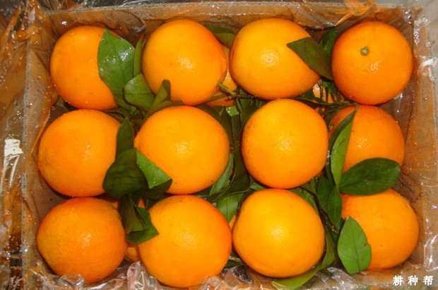 怎样挑选脐橙？