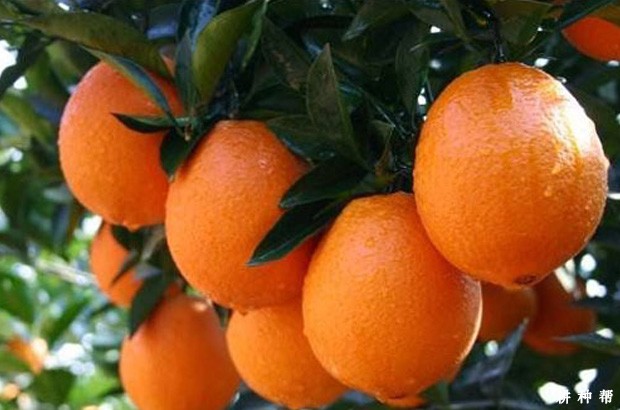 林娜脐橙品种好不好？