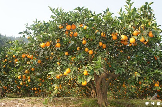 林娜脐橙品种好不好？