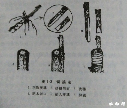 脐橙嫁接技术有几种？