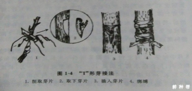 脐橙嫁接技术有几种？