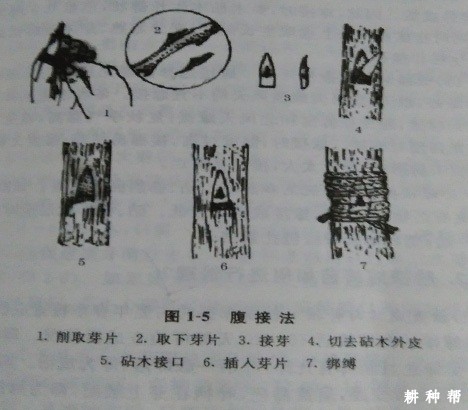 脐橙嫁接技术有几种？