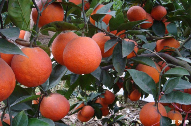 血橙有哪些功效与作用? 血橙有哪些功效与作用?