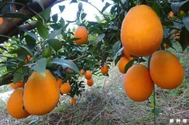 朋娜脐橙品种好不好？