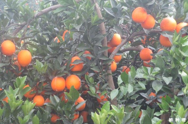 朋娜脐橙品种好不好？