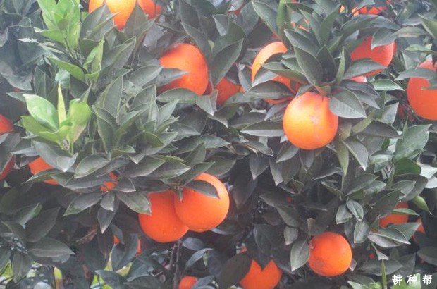 朋娜脐橙品种好不好？