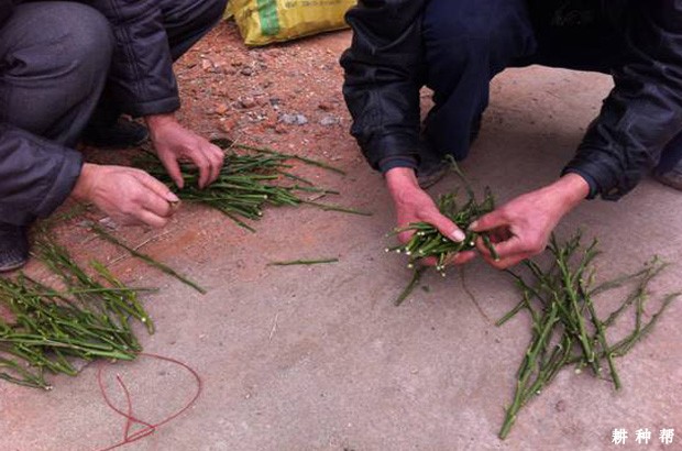 脐橙嫁接接穗怎么样采集? 脐橙嫁接接穗怎么样采集?