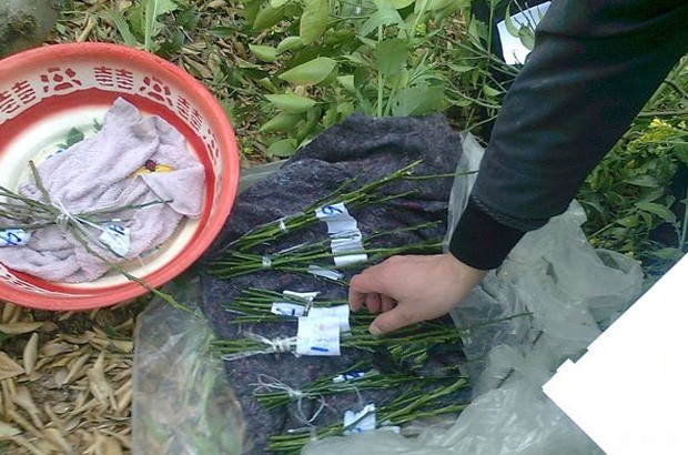 脐橙嫁接接穗怎么样采集? 脐橙嫁接接穗怎么样采集?