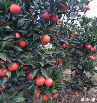 我国的血橙之乡是哪里? 我国的血橙之乡是哪里?