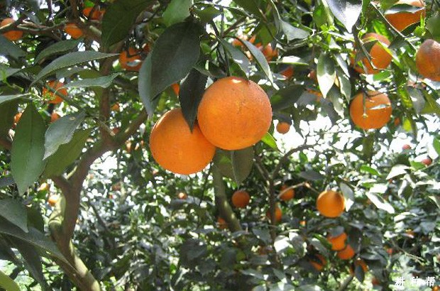 我国的血橙之乡是哪里? 我国的血橙之乡是哪里?
