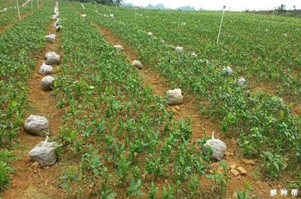 脐橙育砧木苗如何管理? 脐橙育砧木苗如何管理?