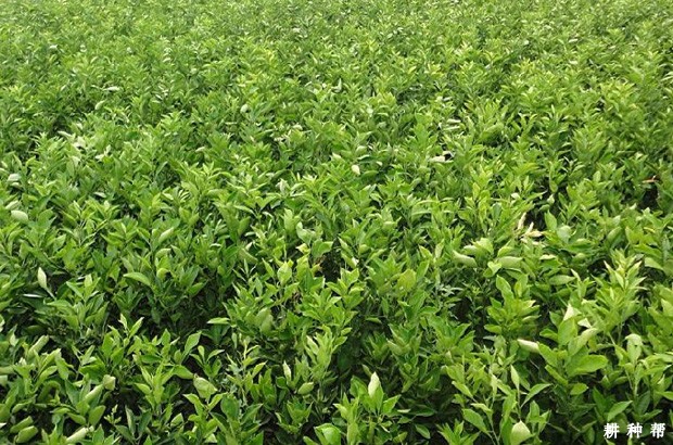 脐橙育砧木苗如何管理? 脐橙育砧木苗如何管理?