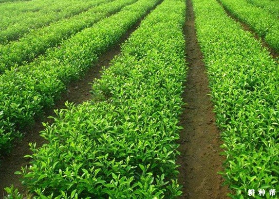 脐橙育砧木苗如何管理? 脐橙育砧木苗如何管理?