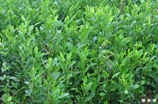 脐橙育砧木苗如何管理? 脐橙育砧木苗如何管理?